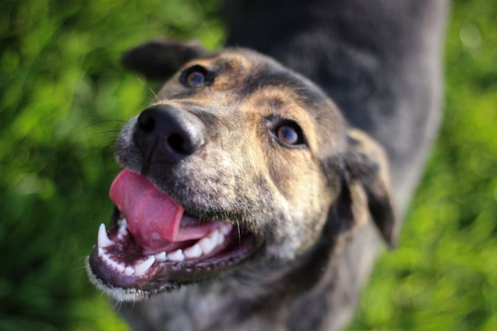 german shepherd plott hound mix