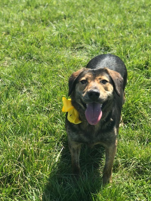 Callie, an adoptable Plott Hound, German Shepherd Dog in Russellville, KY, 42276 | Photo Image 1