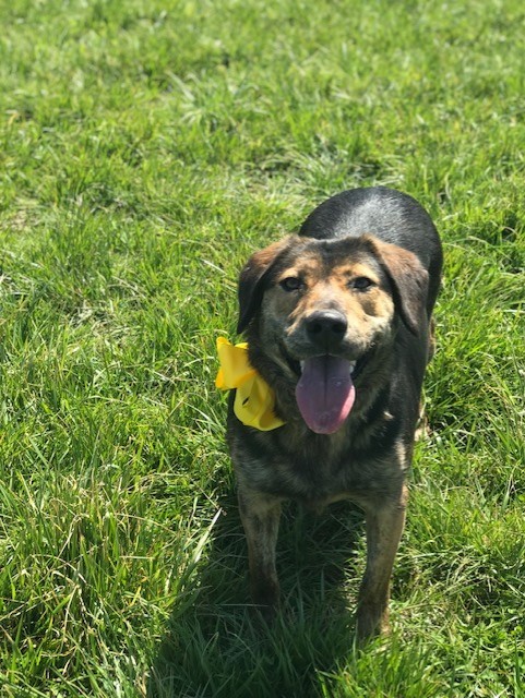 german shepherd plott hound mix