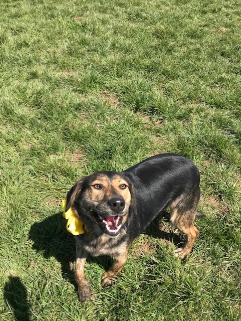 Callie, an adoptable Plott Hound, German Shepherd Dog in Russellville, KY, 42276 | Photo Image 3