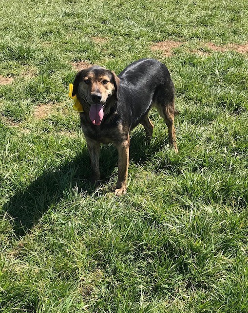 Callie, an adoptable Plott Hound, German Shepherd Dog in Russellville, KY, 42276 | Photo Image 5