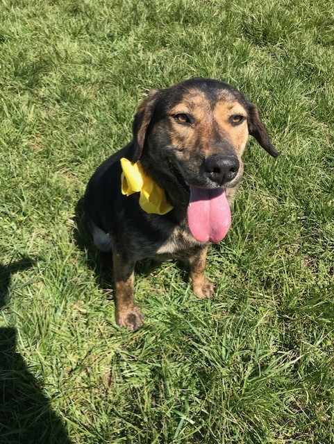 german shepherd plott hound mix