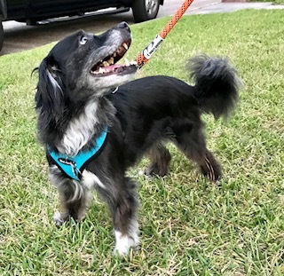 Tilly, an adopted Cocker Spaniel Mix in Spring, TX_image-2