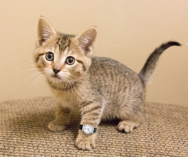 Daniel Striped Tiger, an adopted Tabby & Domestic Short Hair Mix in Chicago, IL_image-1