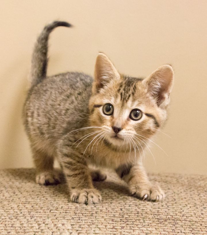 Daniel Striped Tiger, an adopted Tabby & Domestic Short Hair Mix in Chicago, IL_image-3