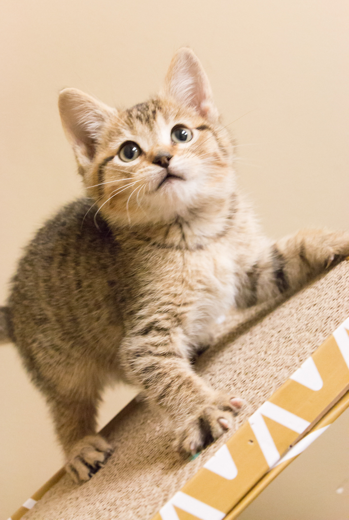 Daniel Striped Tiger, an adopted Tabby & Domestic Short Hair Mix in Chicago, IL_image-4