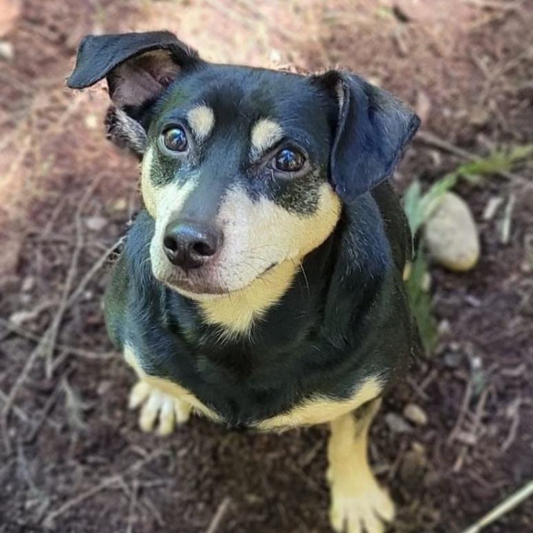 Chucho, an adoptable Miniature Pinscher, Dachshund in Puyallup, WA, 98372 | Photo Image 1