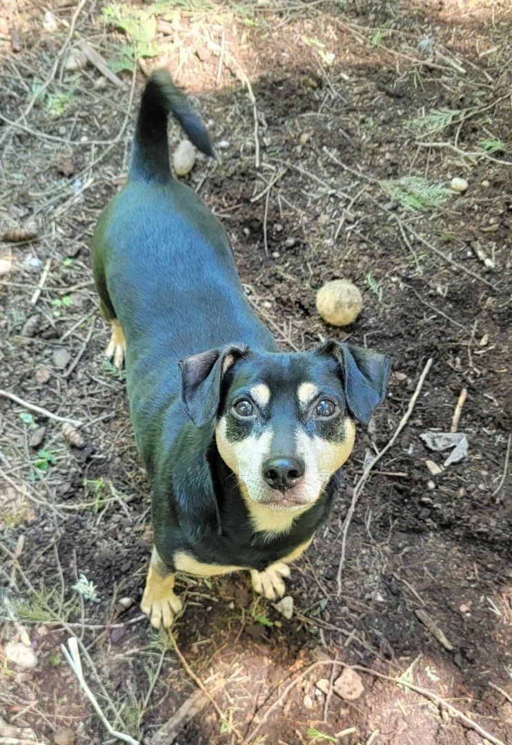 Chucho, an adoptable Miniature Pinscher, Dachshund in Puyallup, WA, 98372 | Photo Image 5