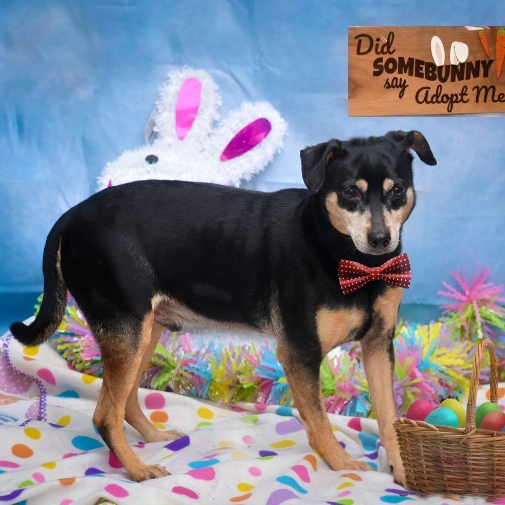 Chucho, an adoptable Miniature Pinscher, Dachshund in Puyallup, WA, 98372 | Photo Image 6