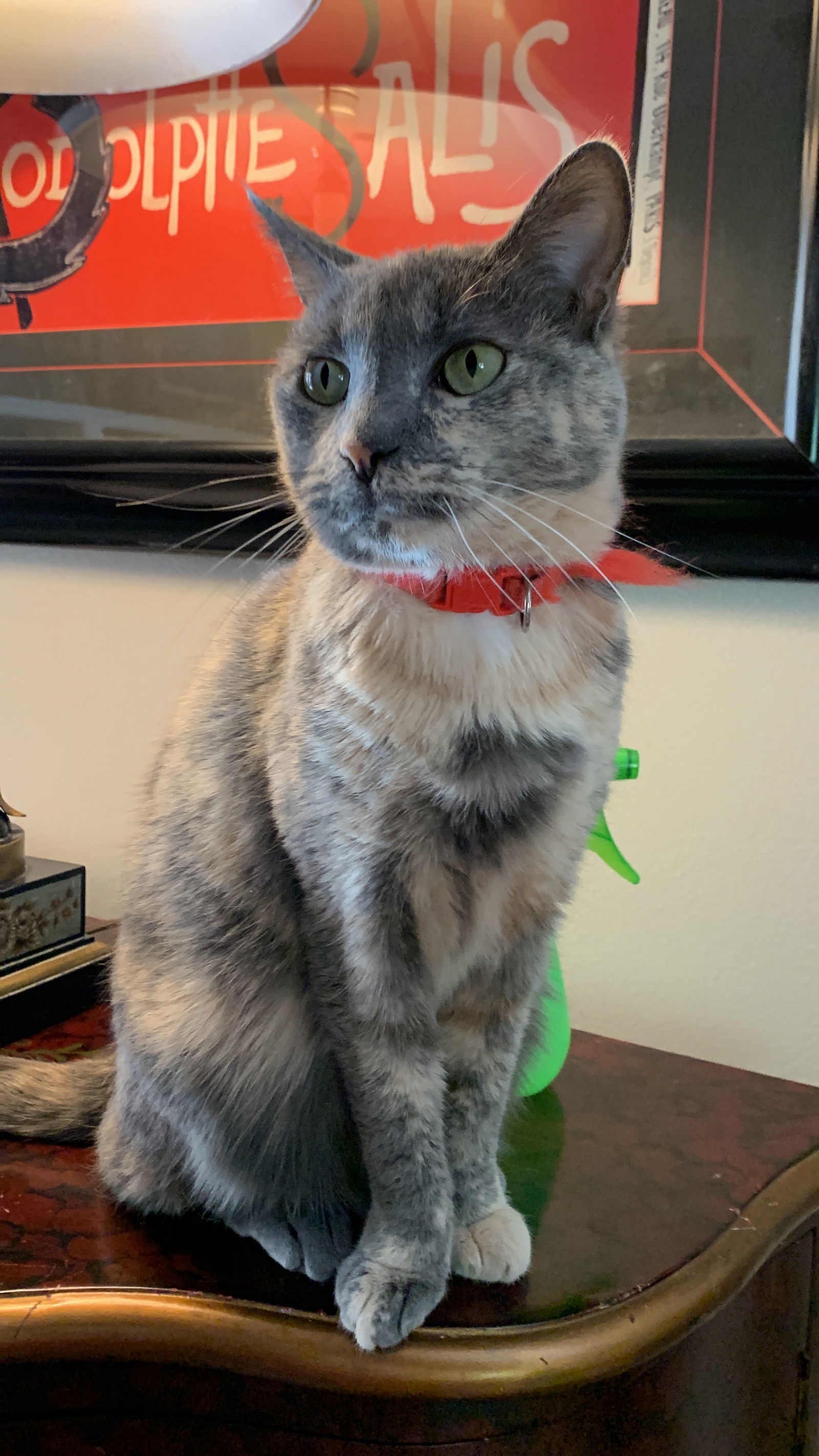 LuLu, an adoptable Dilute Tortoiseshell, Domestic Short Hair in Buford, GA, 30518 | Photo Image 1