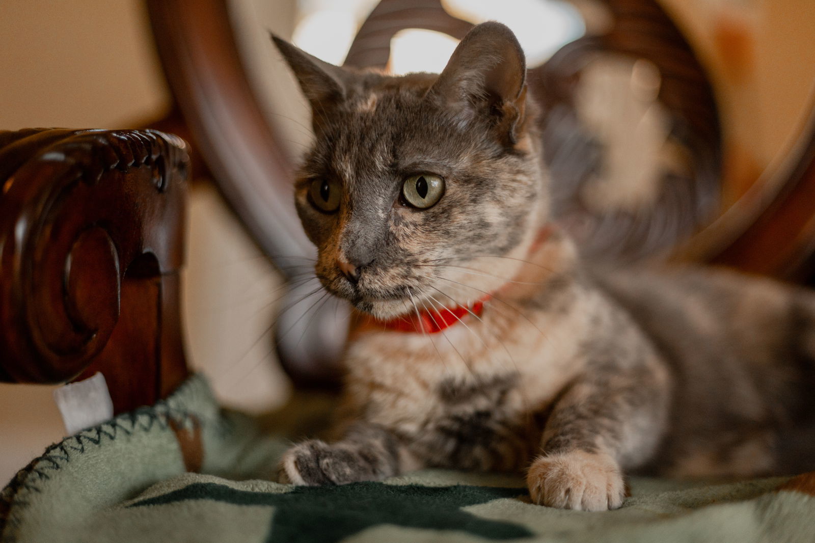 LuLu, an adoptable Dilute Tortoiseshell, Domestic Short Hair in Buford, GA, 30518 | Photo Image 2