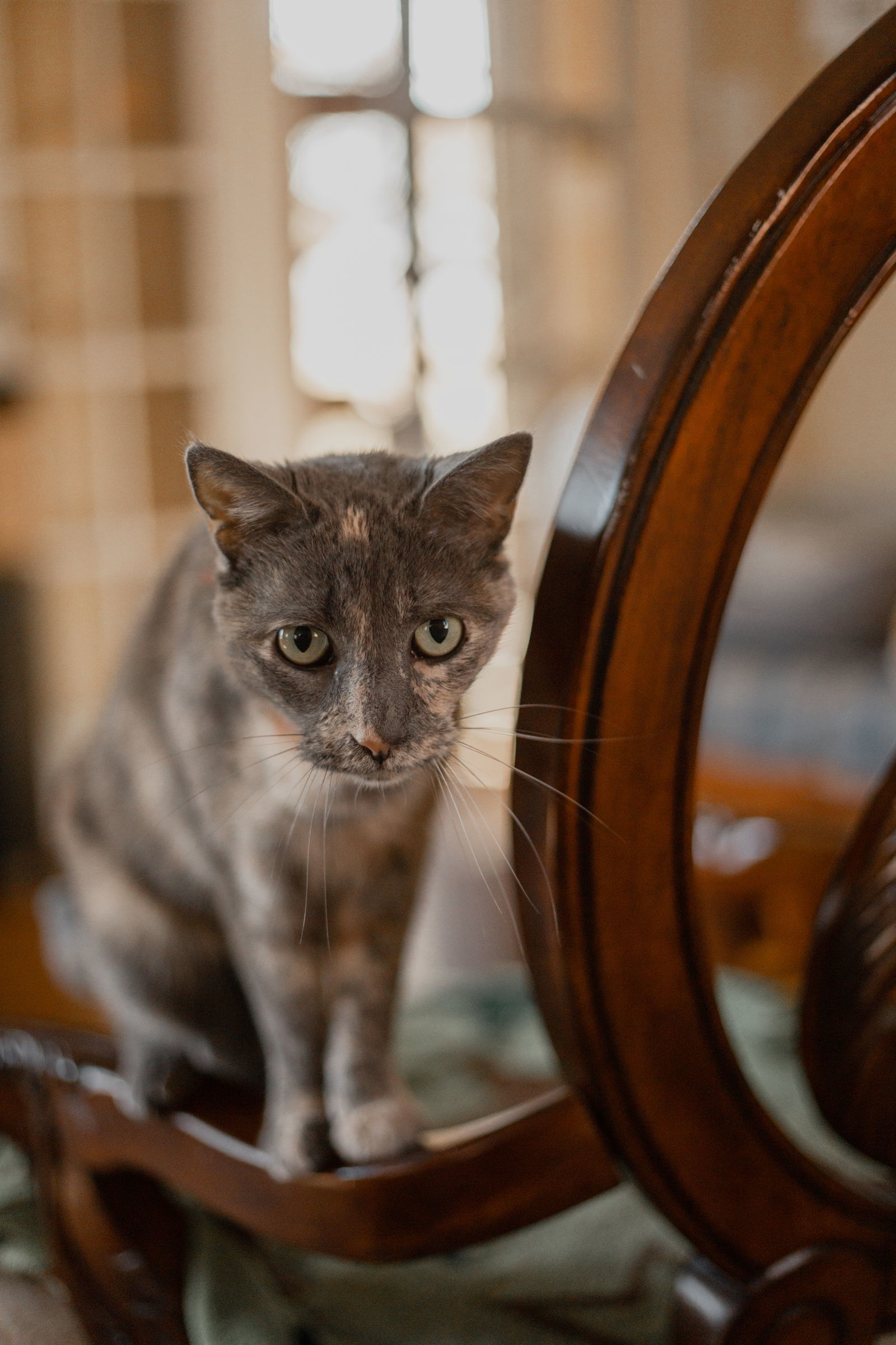 LuLu, an adoptable Dilute Tortoiseshell, Domestic Short Hair in Buford, GA, 30518 | Photo Image 3