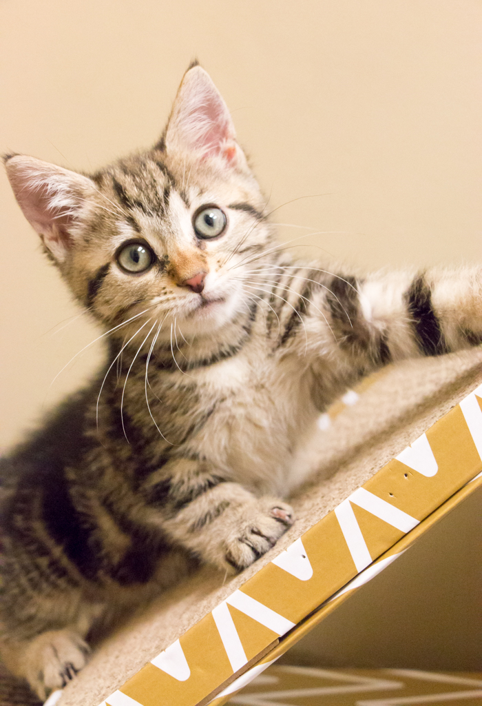 Nutella, an adopted Tabby & Domestic Short Hair Mix in Chicago, IL_image-1