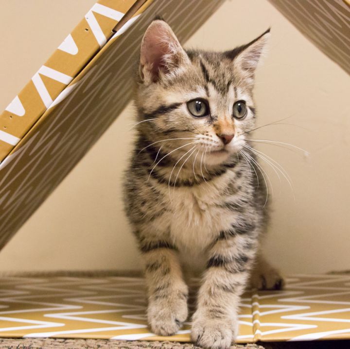 Nutella, an adopted Tabby & Domestic Short Hair Mix in Chicago, IL_image-3