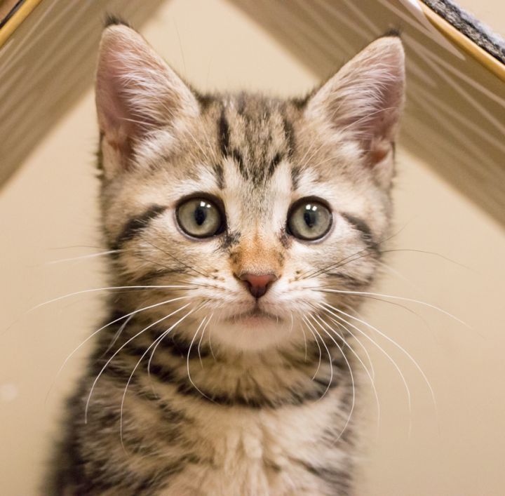 Nutella, an adopted Tabby & Domestic Short Hair Mix in Chicago, IL_image-5