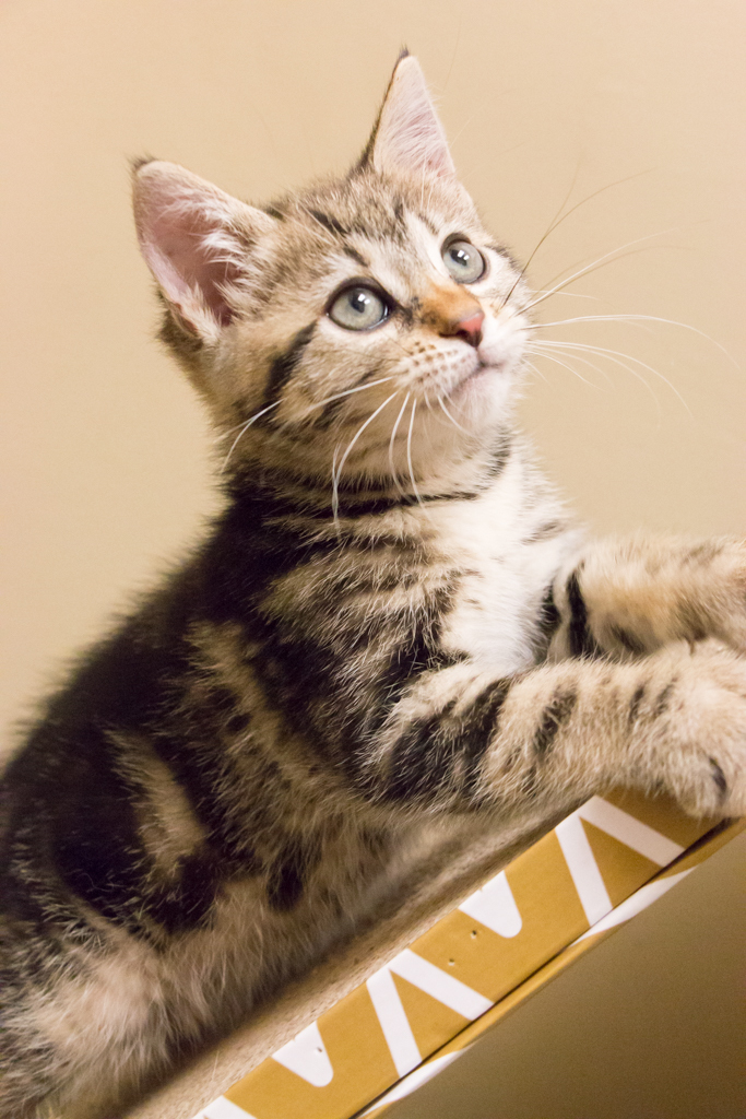Nutella, an adopted Tabby & Domestic Short Hair Mix in Chicago, IL_image-6