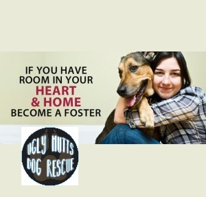 Dog for adoption - Foster Homes Needed 