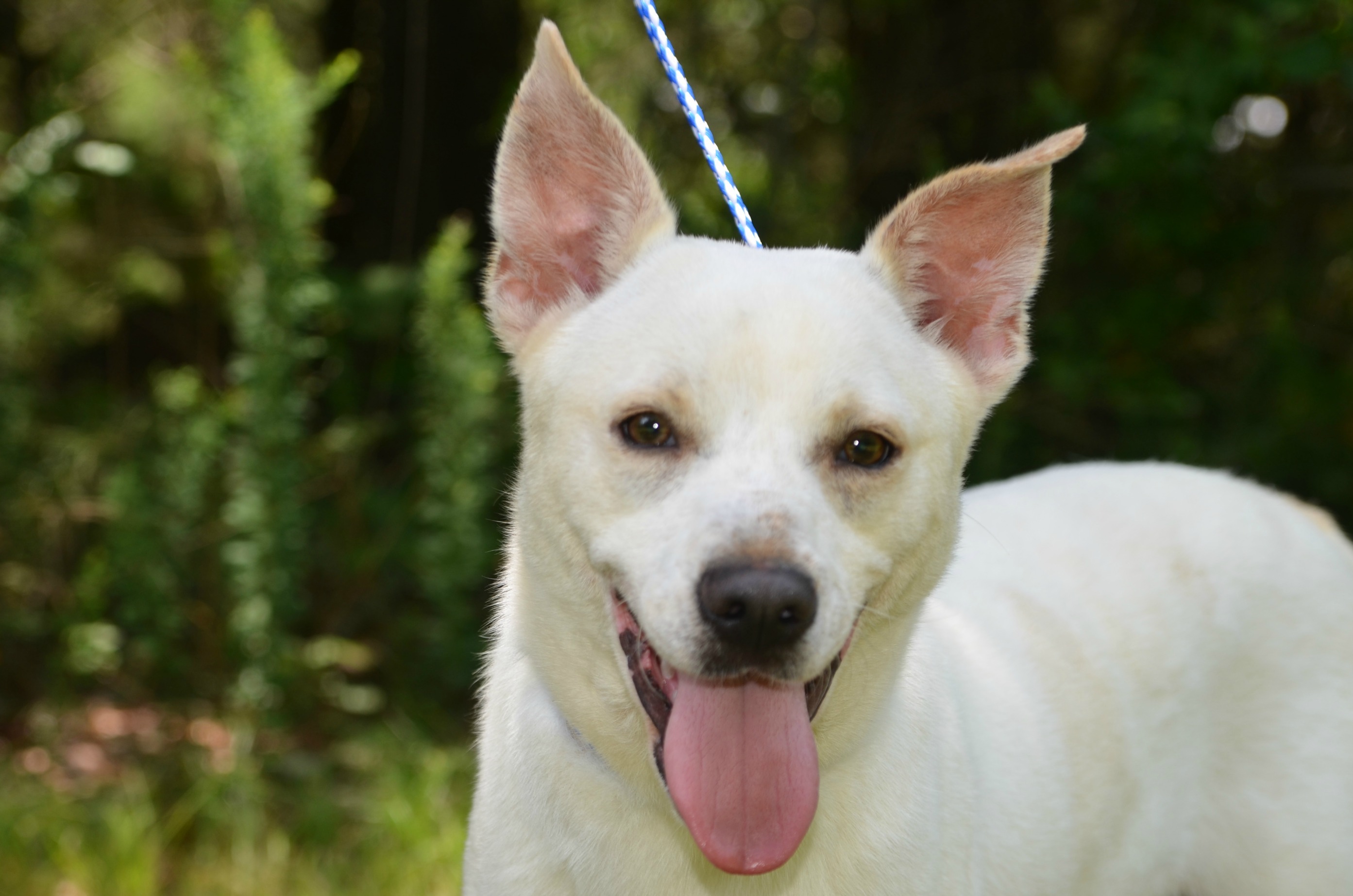 Chato, an adoptable Husky, Shepherd in Siler City, NC, 27344 | Photo Image 1