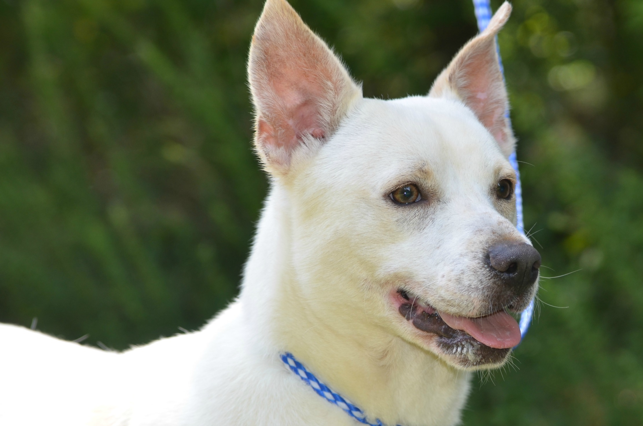 Chato, an adoptable Husky, Shepherd in Siler City, NC, 27344 | Photo Image 2