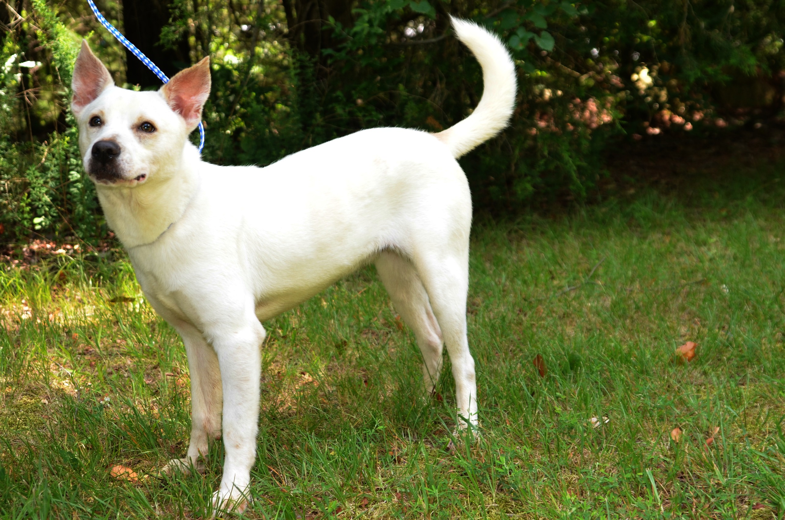 Chato, an adoptable Husky, Shepherd in Siler City, NC, 27344 | Photo Image 3