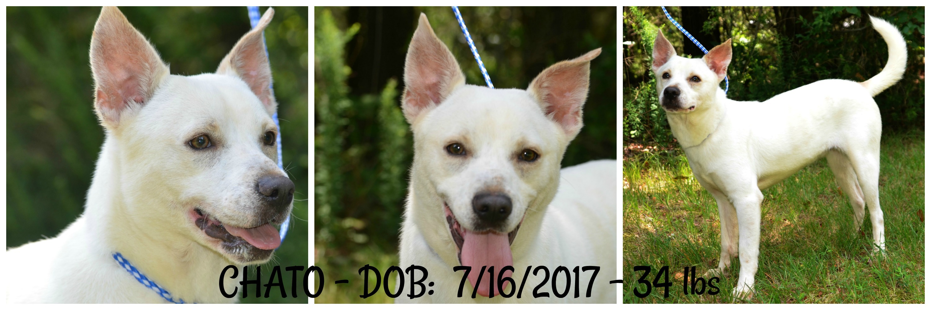 Chato, an adoptable Husky, Shepherd in Siler City, NC, 27344 | Photo Image 4