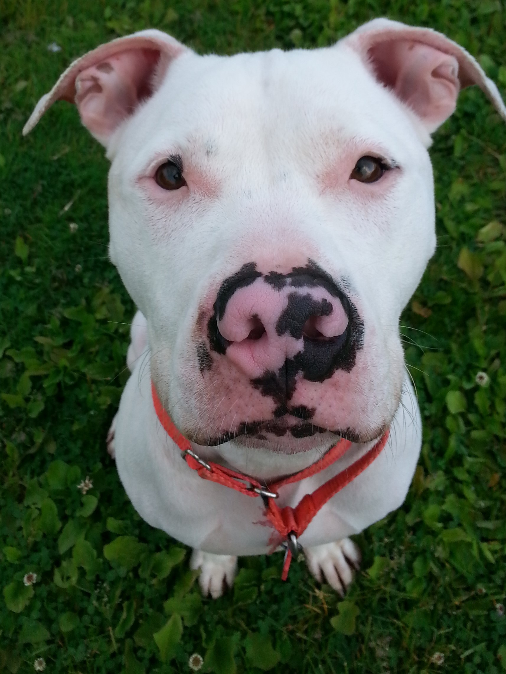 Vinny, an adoptable American Staffordshire Terrier, Mixed Breed in Grayslake, IL, 60030 | Photo Image 1