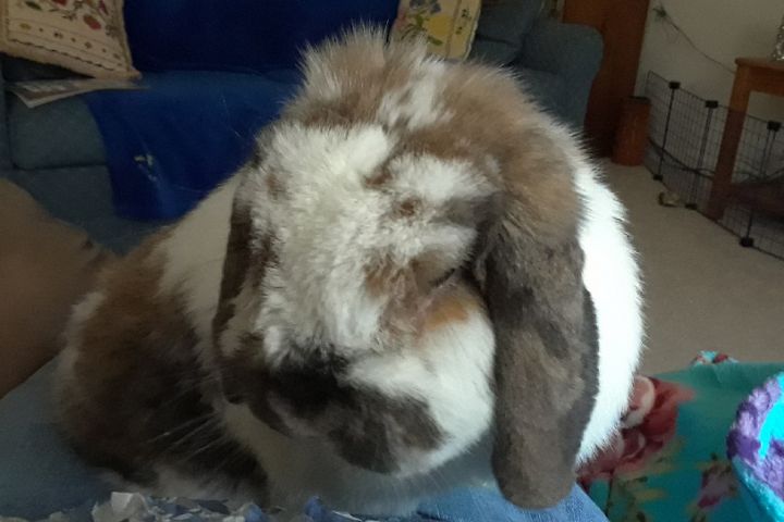 Walter, an adopted Lop Eared in Pittsburgh, PA_image-4