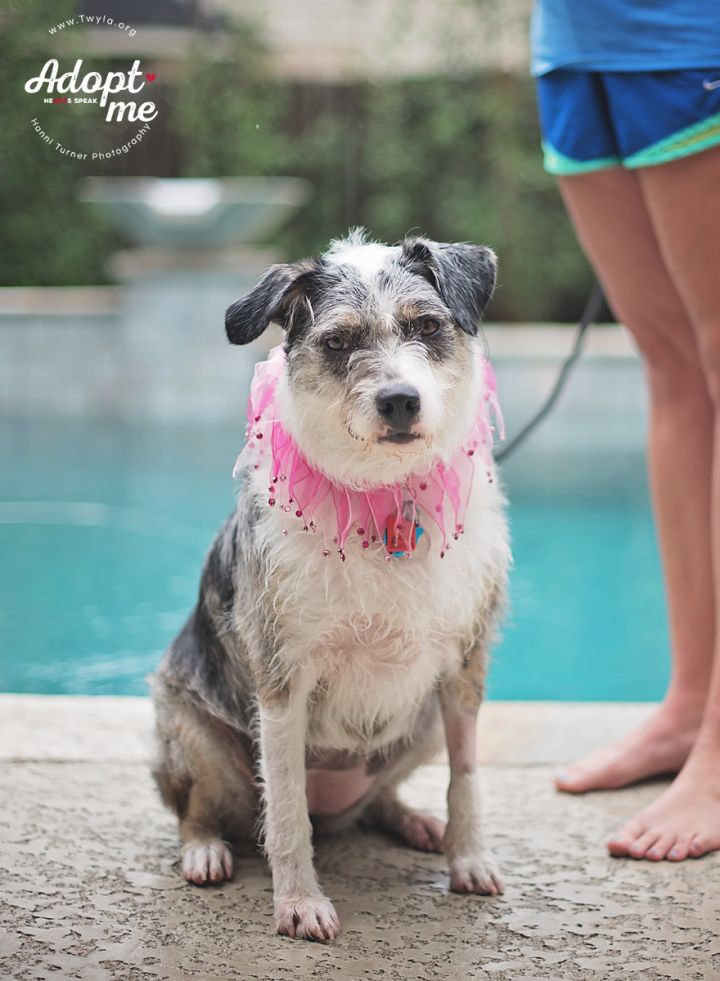 Mabel, an adopted Australian Cattle Dog / Blue Heeler & Schnauzer Mix in Kingwood, TX_image-5