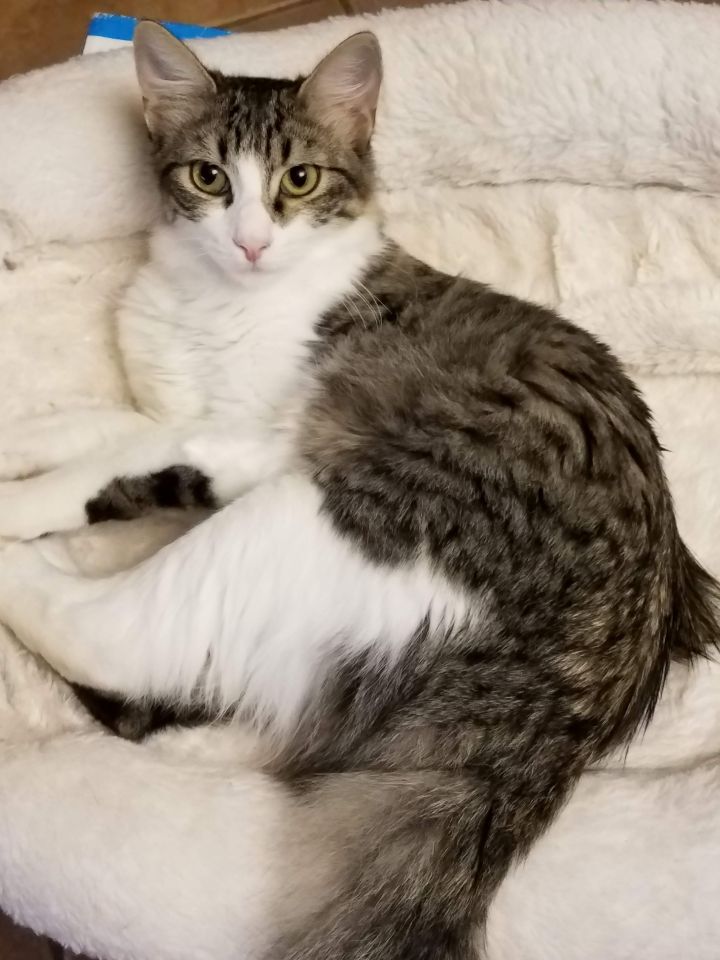 Cat For Adoption Stella A Domestic Long Hair Maine Coon Mix