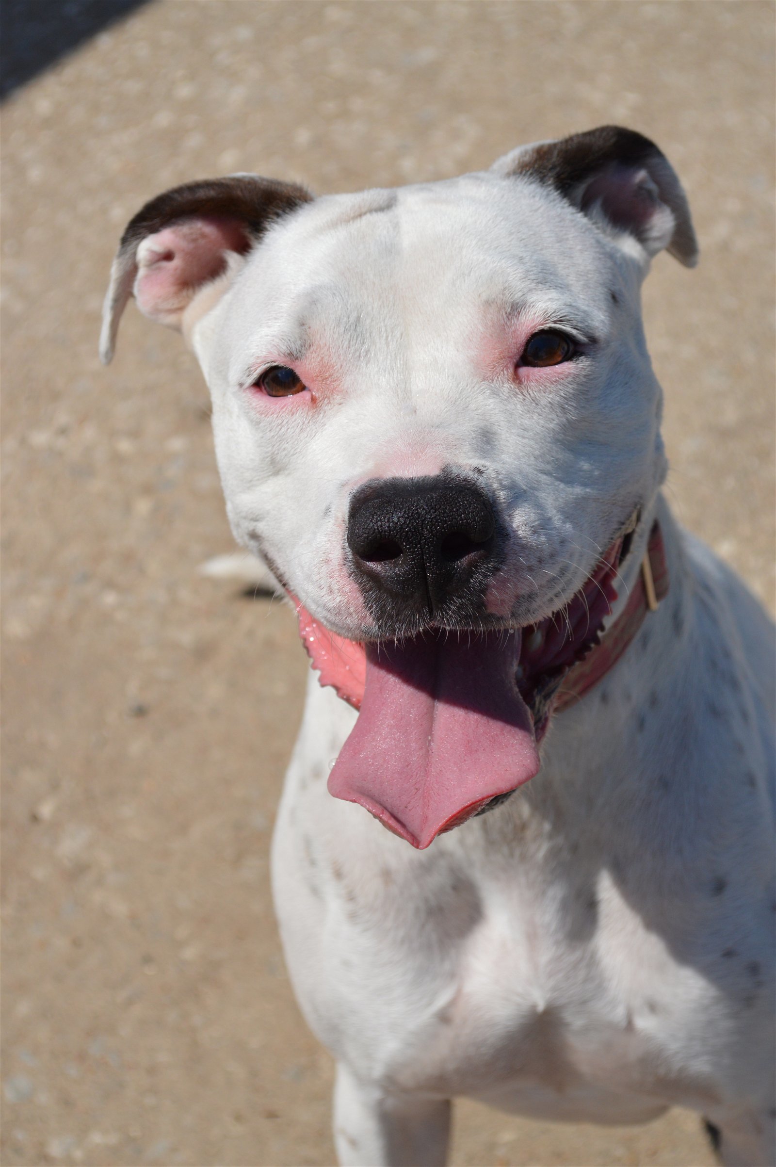 Gwennie - CL, an adoptable Boxer, American Staffordshire Terrier in Kansas City, MO, 64114 | Photo Image 3