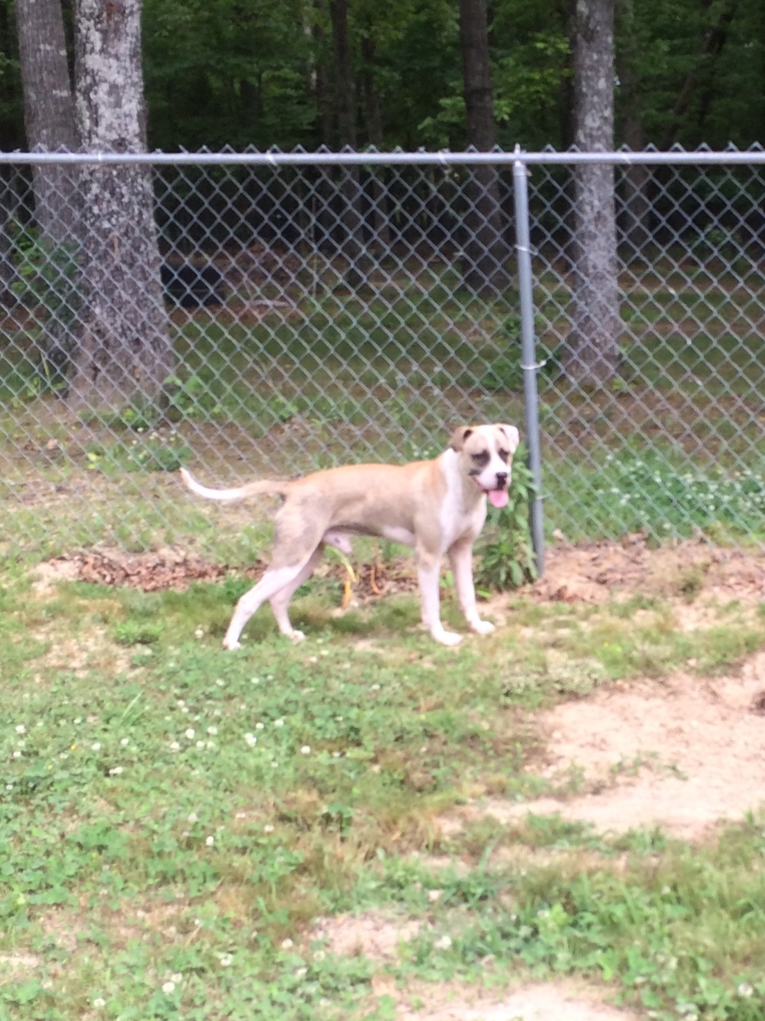 Phoenix, an adoptable Boxer, American Bulldog in Tullahoma, TN, 37388 | Photo Image 2
