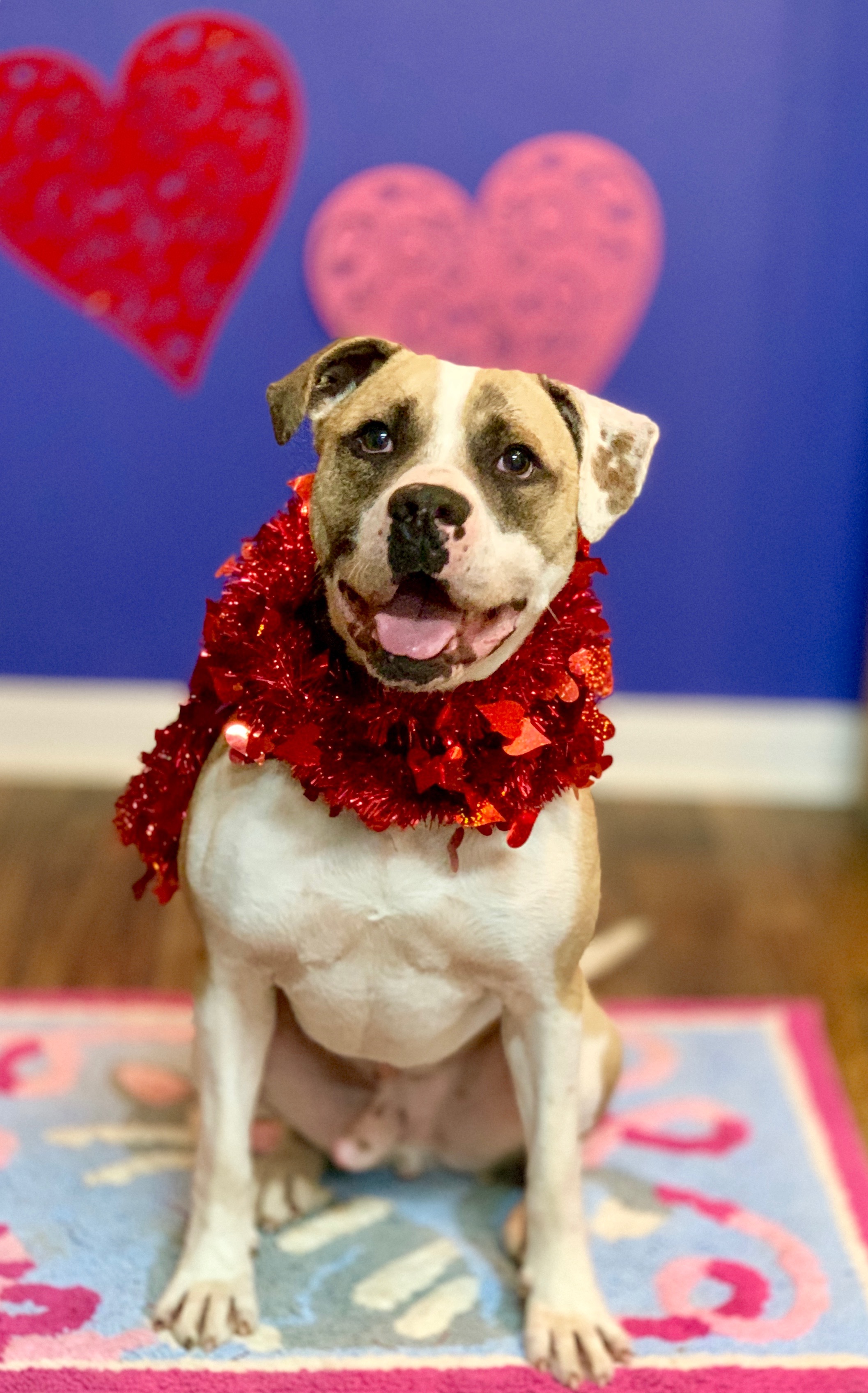 Phoenix, an adoptable Boxer, American Bulldog in Tullahoma, TN, 37388 | Photo Image 3