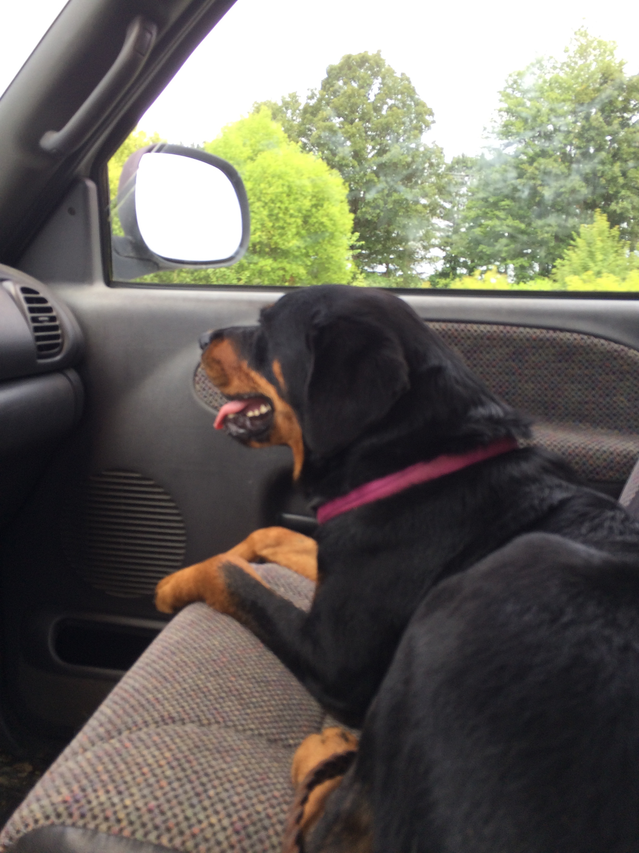 Nakia, an adoptable Rottweiler in Tullahoma, TN, 37388 | Photo Image 2