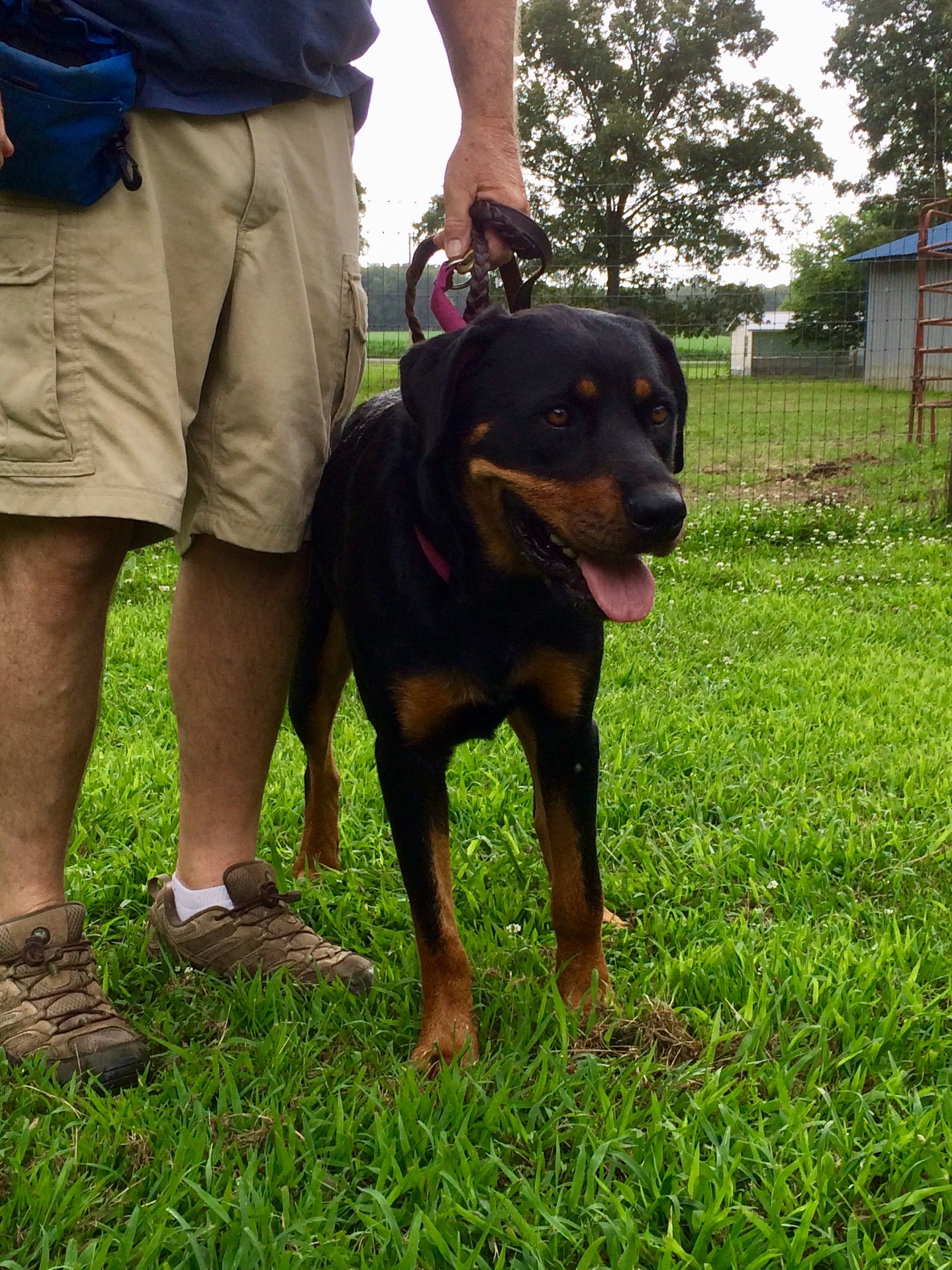 Nakia, an adoptable Rottweiler in Tullahoma, TN, 37388 | Photo Image 3