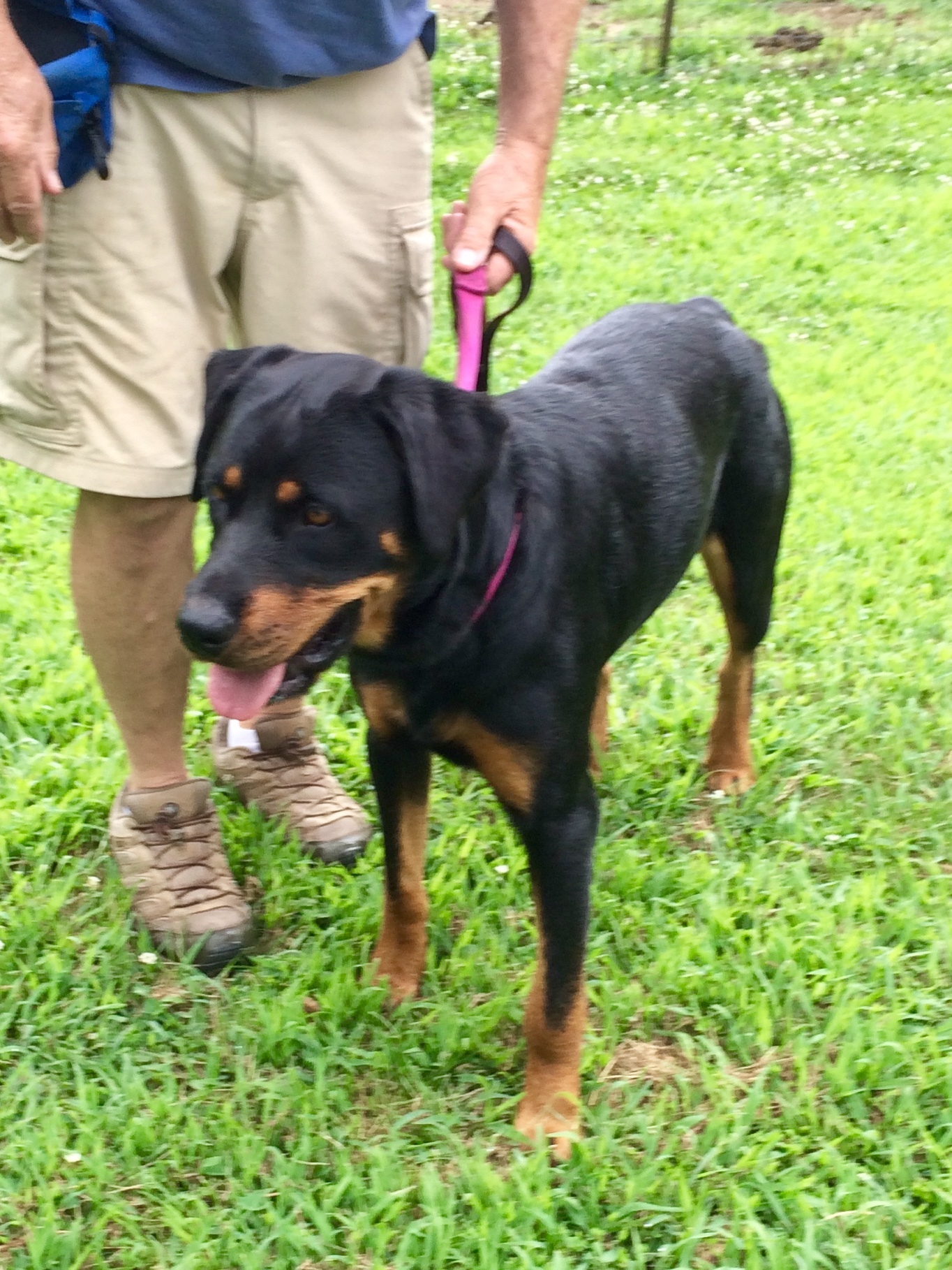 Nakia, an adoptable Rottweiler in Tullahoma, TN, 37388 | Photo Image 4