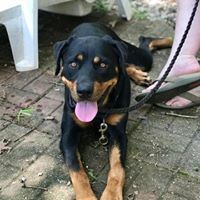 Nakia, an adoptable Rottweiler in Tullahoma, TN, 37388 | Photo Image 1