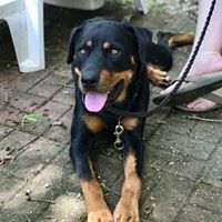 Nakia, an adoptable Rottweiler in Tullahoma, TN, 37388 | Photo Image 5