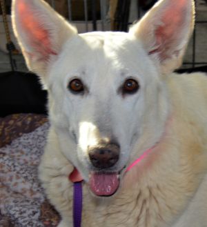 Pets For Adoption At White German Shepherd Rescue In Phoenix Az Petfinder