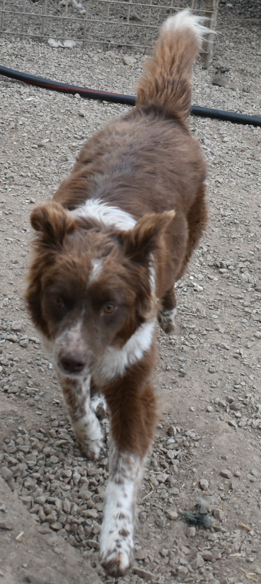 Jesse, an adoptable Australian Shepherd in Parker, KS, 66072 | Photo Image 1