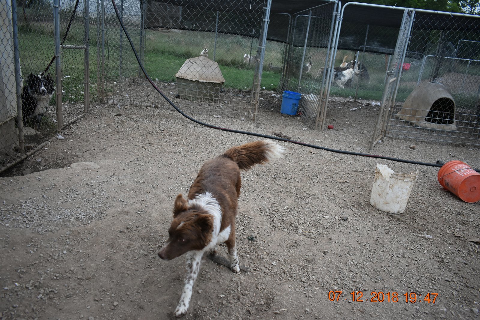 Jesse, an adoptable Australian Shepherd in Parker, KS, 66072 | Photo Image 2