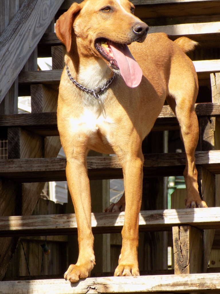 Buddie, an adoptable Redbone Coonhound, Hound in Jemison, AL, 35085 | Photo Image 1