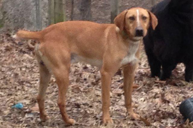 Buddie, an adoptable Hound in Jemison, AL, 35085 | Photo Image 2