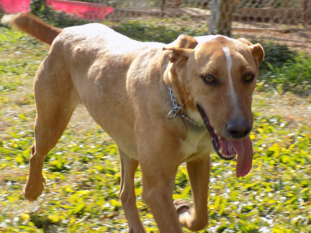 Buddie, an adoptable Redbone Coonhound, Hound in Jemison, AL, 35085 | Photo Image 3