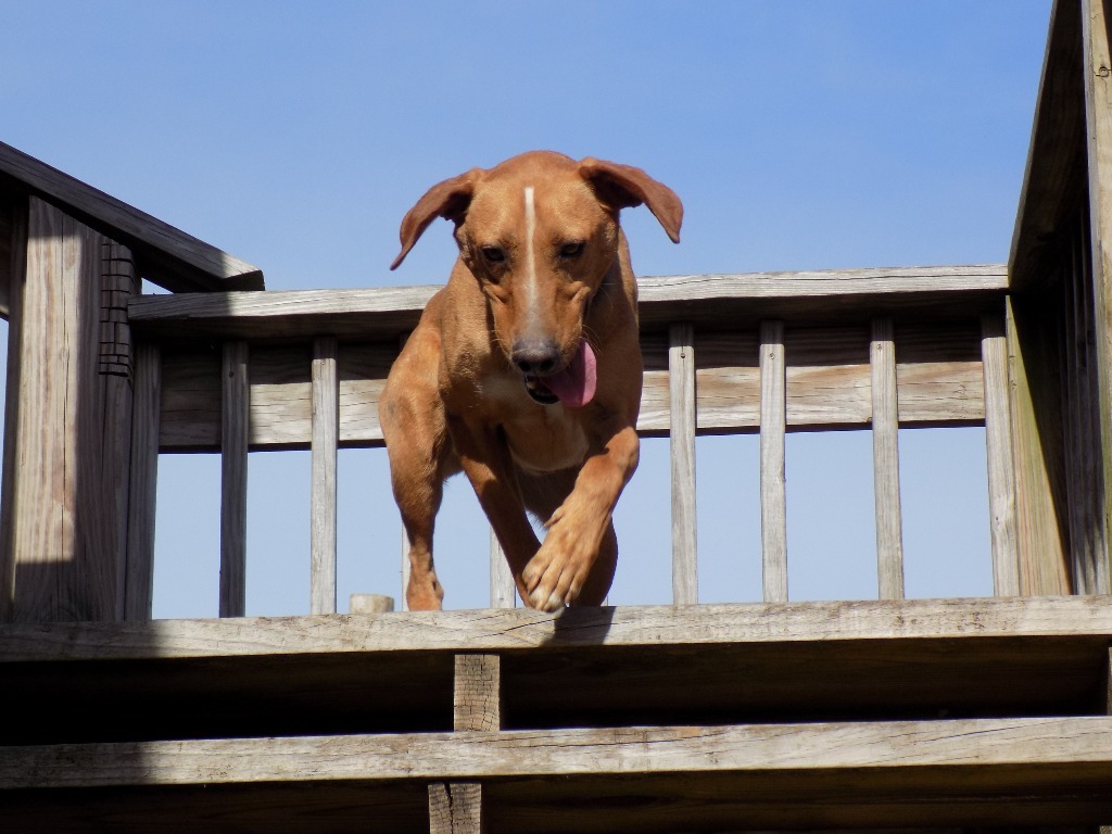 Buddie, an adoptable Hound in Jemison, AL, 35085 | Photo Image 4