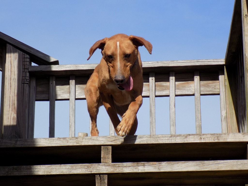 Buddie, an adoptable Redbone Coonhound, Hound in Jemison, AL, 35085 | Photo Image 4