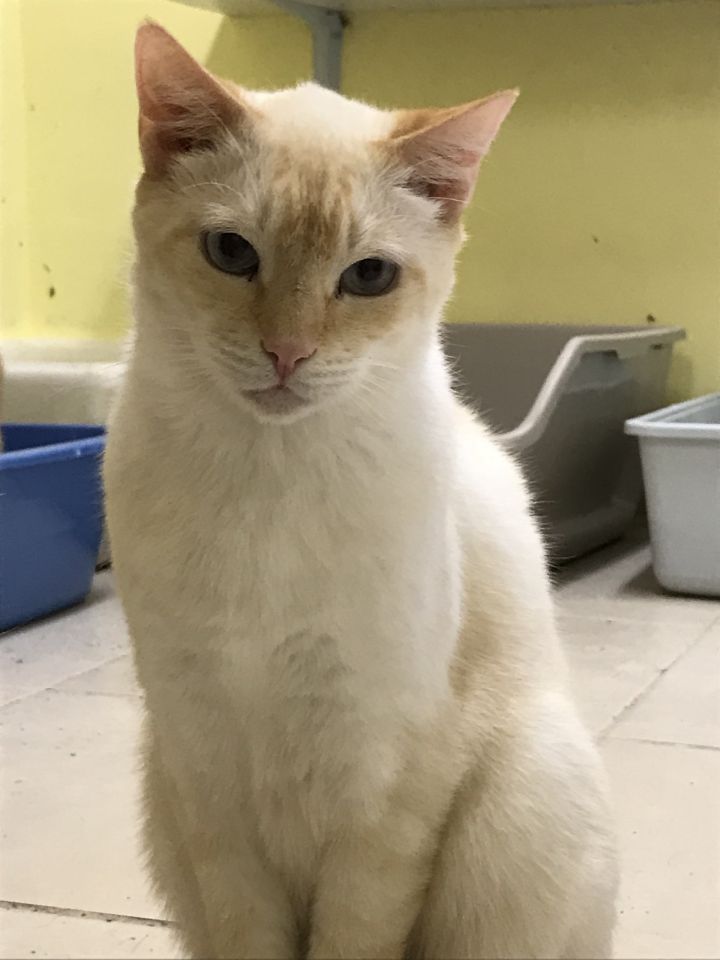 Cat for adoption - Shortbread, a Domestic Short Hair in Pompano Beach