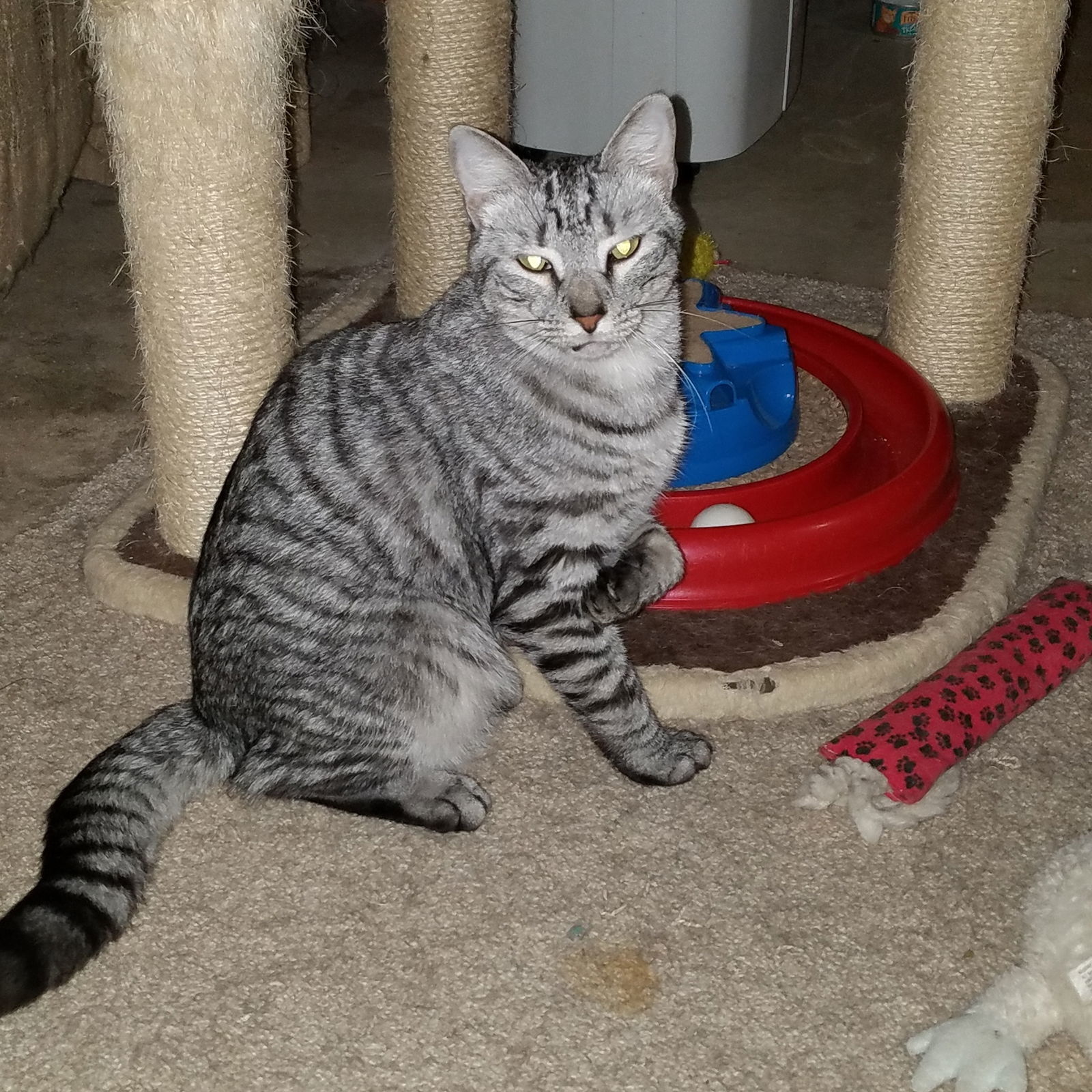 Sechi-Courtesy Post!, an adoptable Domestic Short Hair, Tabby in Spring City, PA, 19475 | Photo Image 1