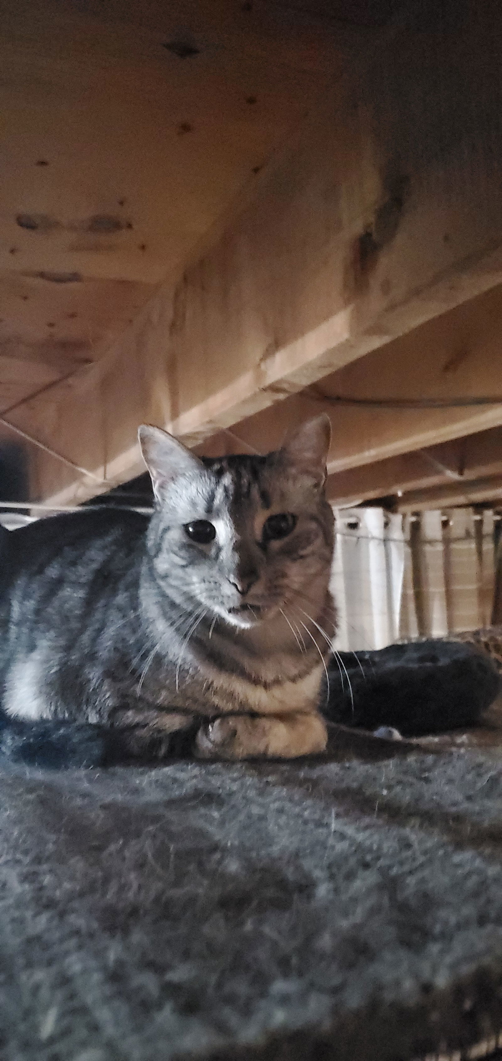 Sechi-Courtesy Post!, an adoptable Domestic Short Hair, Tabby in Spring City, PA, 19475 | Photo Image 2
