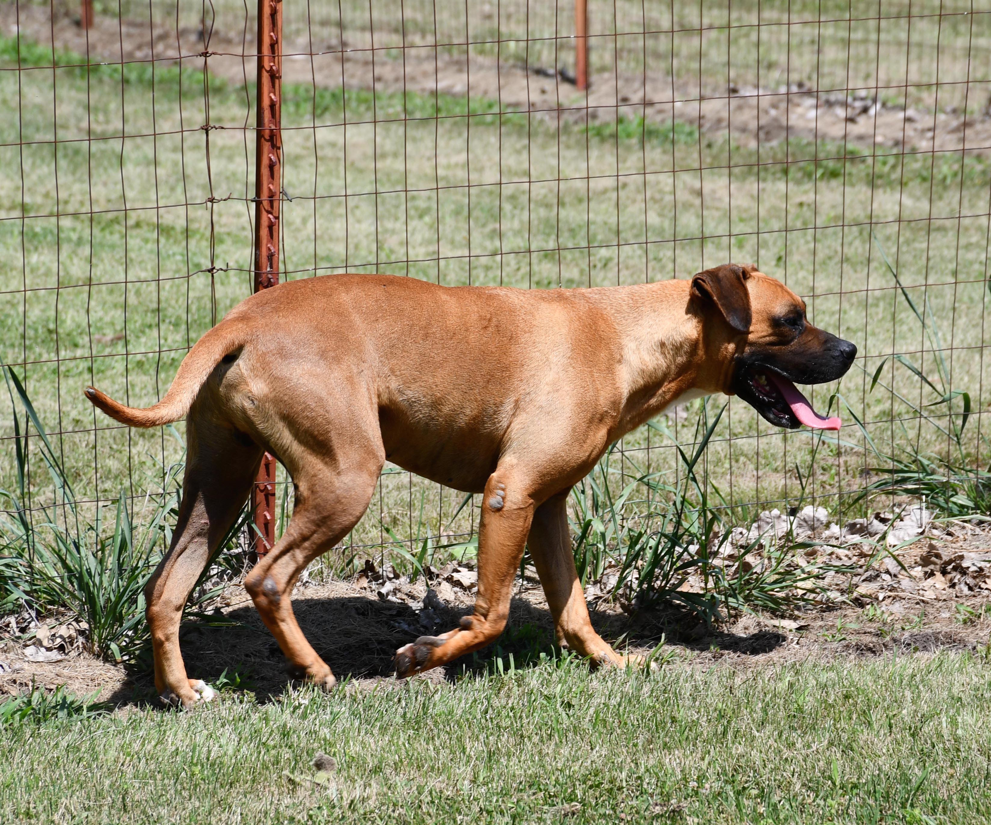 Cadence, an adoptable Boxer in Auburn, NE, 68305 | Photo Image 2