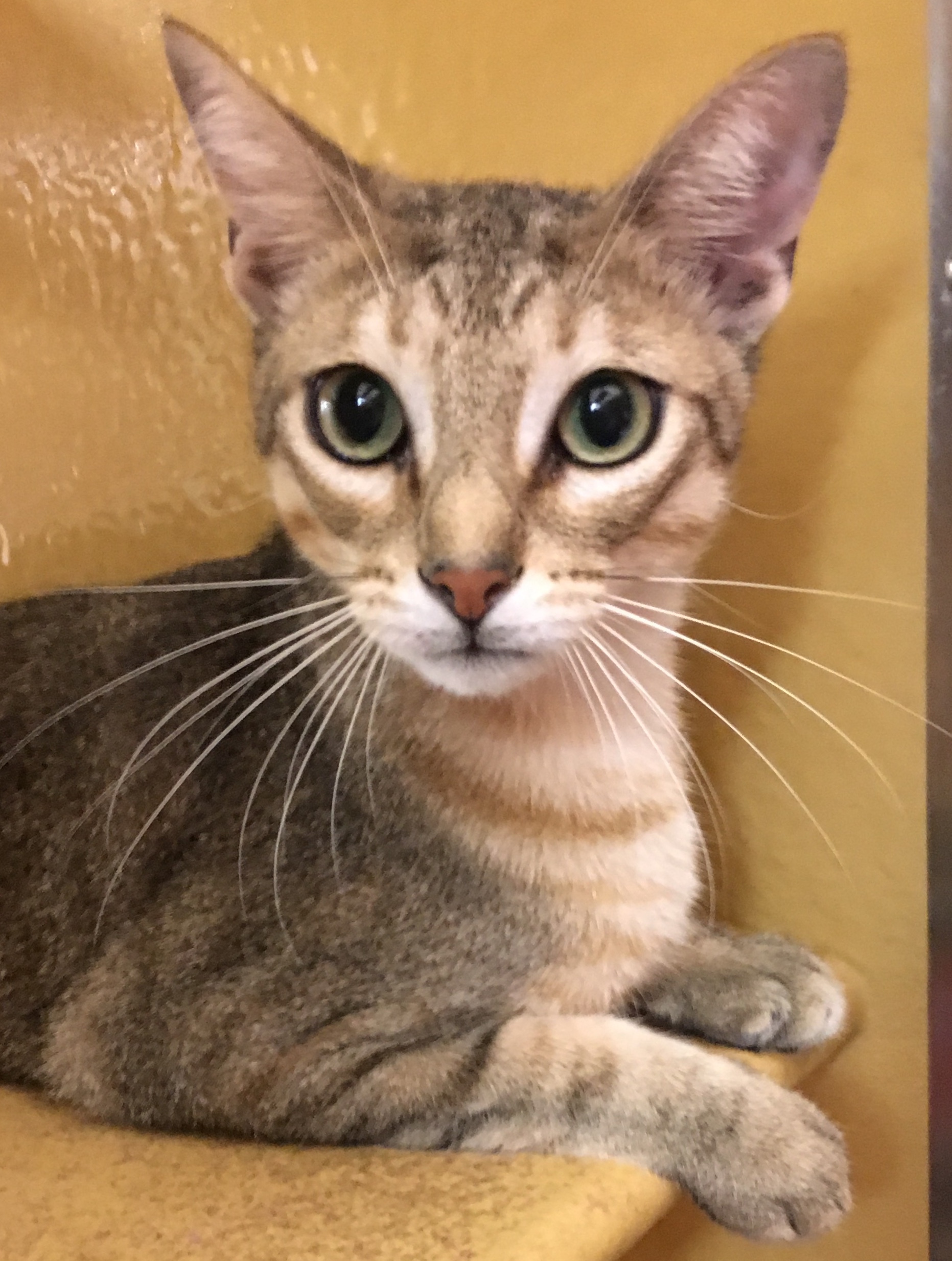 blue abyssinian tabby mix